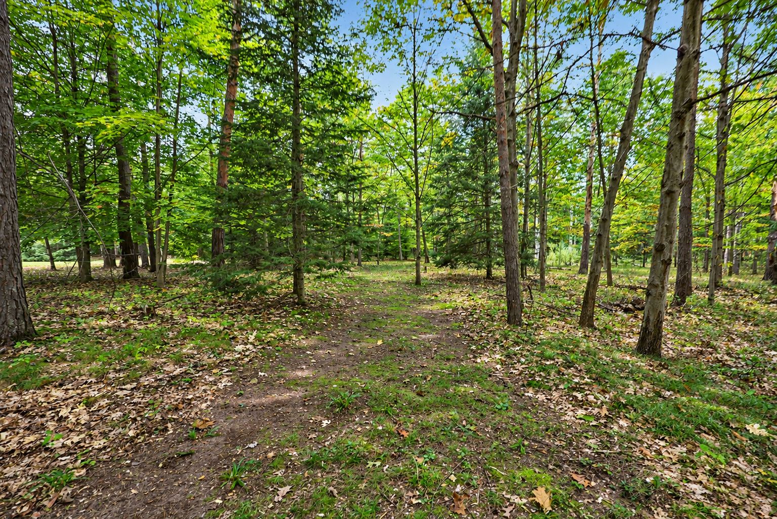 Naturally greener woodland path-2
